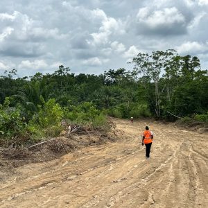 Soca Palm – Image 2