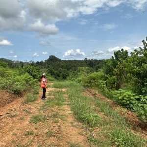 Soca Palm – Image 3
